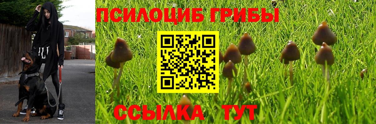 Галлюциногенные грибы Psilocybe Барабинск